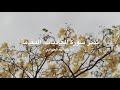 مقدمة تدبّر سورة العاديات