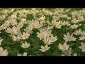تدبر سورة الصافات: الحلقة الثانية { آية 62 - 98 }